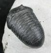 Very D Wenndorfia Trilobite - #27569-9